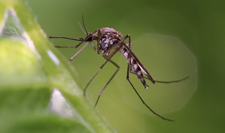Mosquito Control