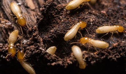 Termite Control