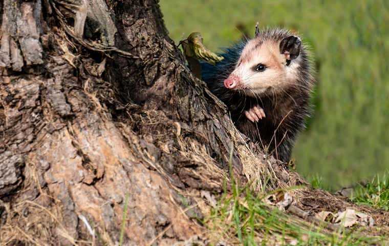 a big opossum