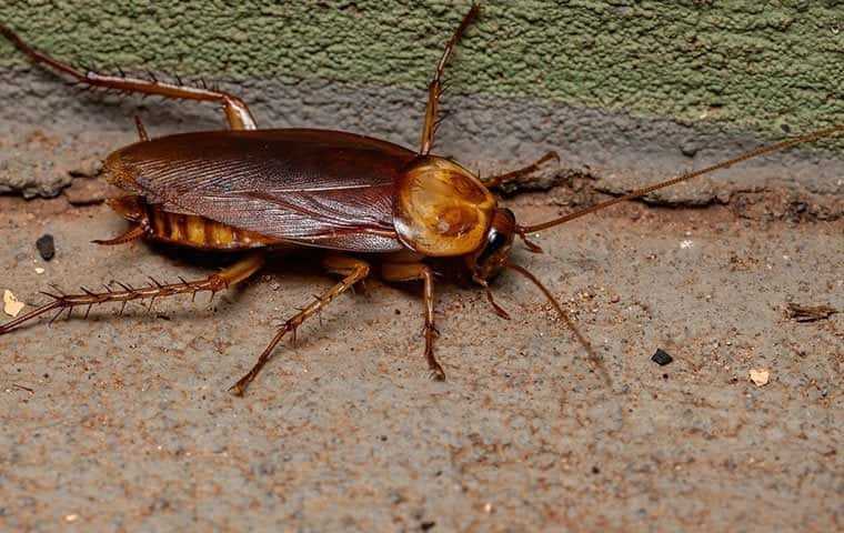 a big american cockroach