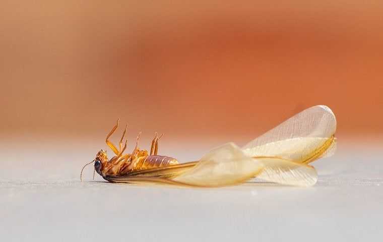 winged termite laying on the ground