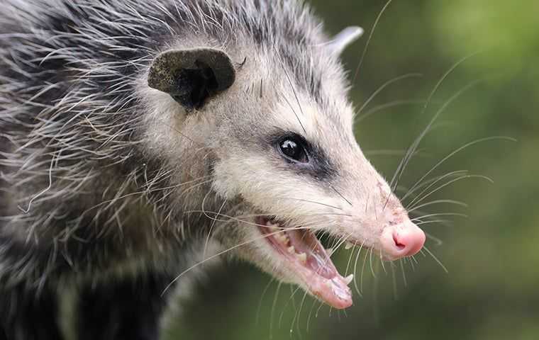 opossum profile up close