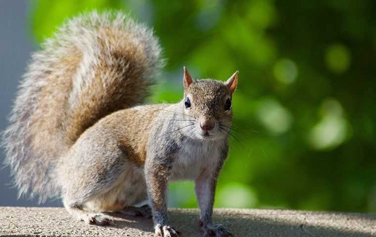 squirrel staring into the camera