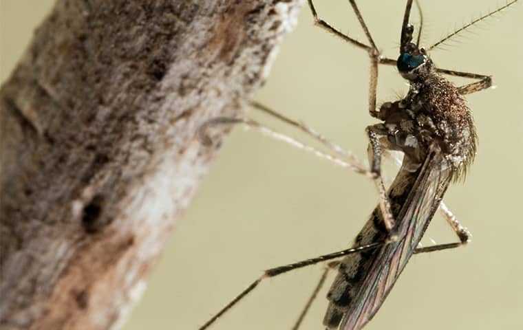 close up view of a mosquito on a tree branch