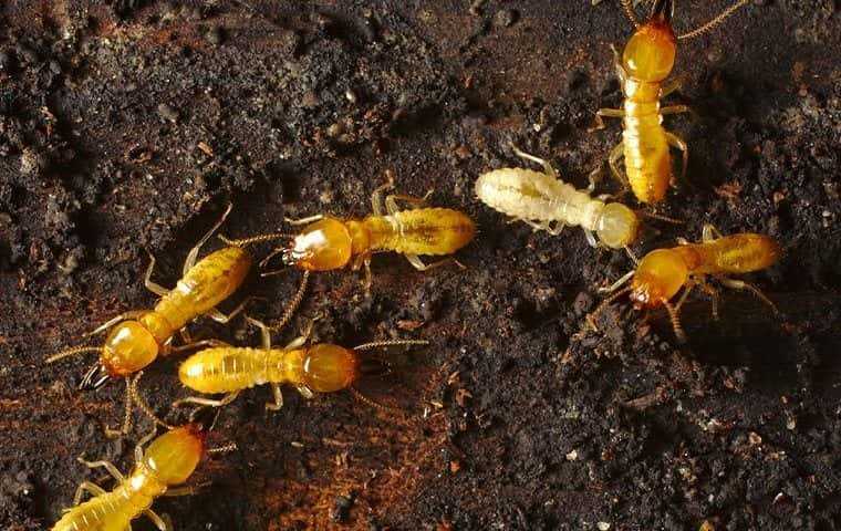 termites