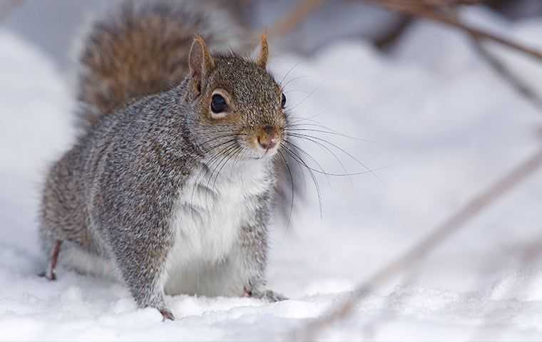 squirrel in snow