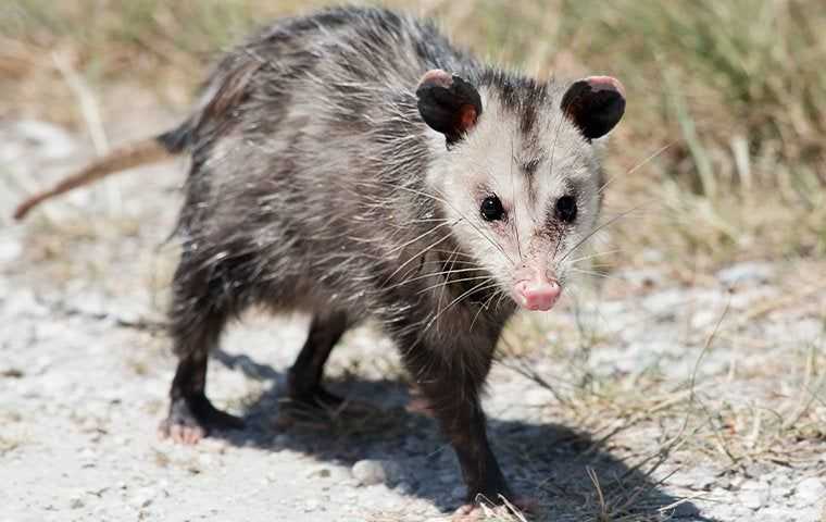 an opossum on a driveway