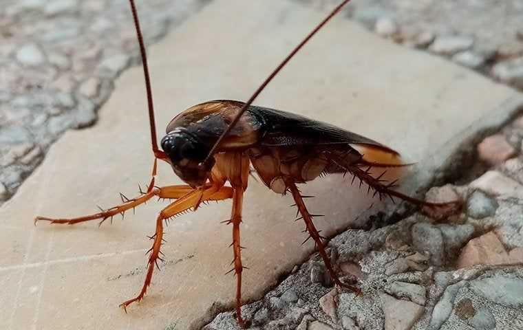 american cockroach up close